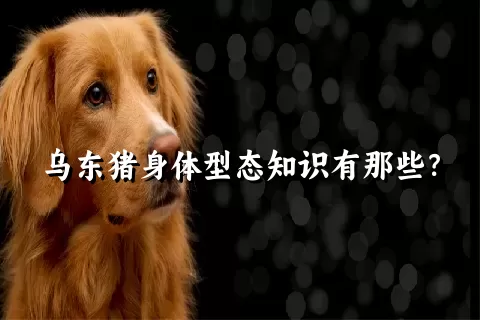 乌东猪身体型态知识有那些？