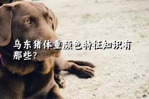 乌东猪体重颜色特征知识有那些？