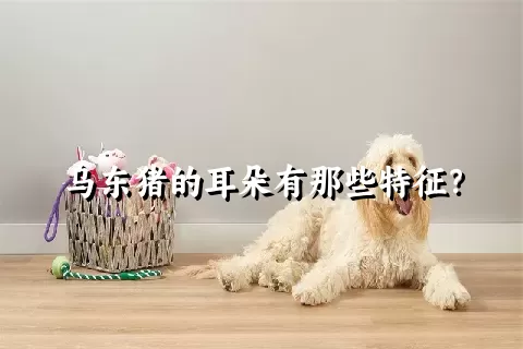 乌东猪的耳朵有那些特征？