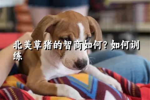 北美草猪的智商如何？如何训练