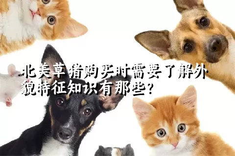 北美草猪购买时需要了解外貌特征知识有那些？  