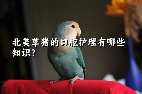 北美草猪的口腔护理有哪些知识？