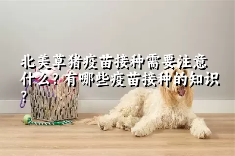 北美草猪疫苗接种需要注意什么？有哪些疫苗接种的知识？