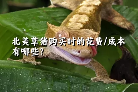 北美草猪购买时的花费/成本有哪些？