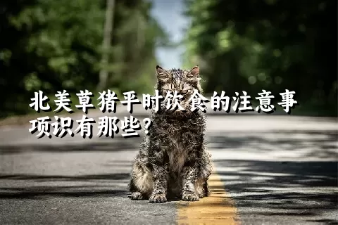 北美草猪平时饮食的注意事项识有那些？ 