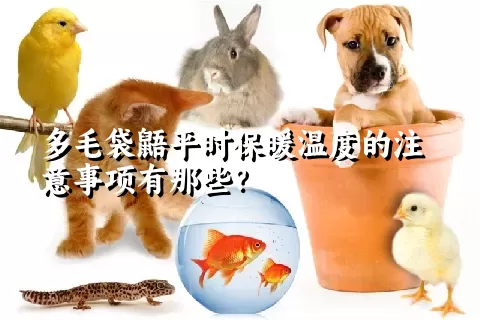 多毛袋鼯平时保暖温度的注意事项有那些？ 