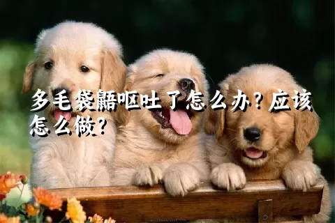 多毛袋鼯呕吐了怎么办？应该怎么做？