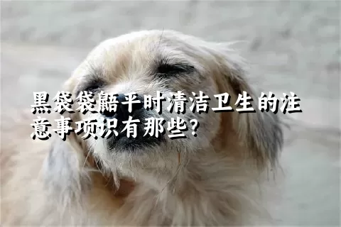 黑袋袋鼯平时清洁卫生的注意事项识有那些？ 