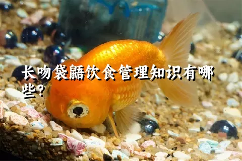 长吻袋鼯饮食管理知识有哪些？ 