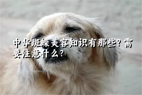 中华斑蝾美容知识有那些？需要注意什么？