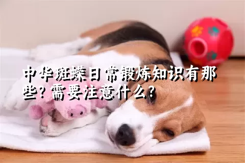 中华斑蝾日常锻炼知识有那些？需要注意什么？