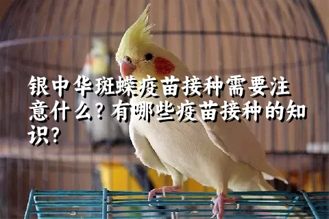 银中华斑蝾疫苗接种需要注意什么？有哪些疫苗接种的知识？