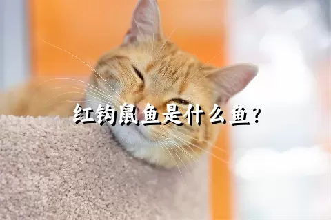 红钩鼠鱼是什么鱼？