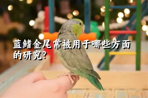 蓝鳍金尾常被用于哪些方面的研究?