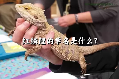 红鳞鲤的学名是什么？