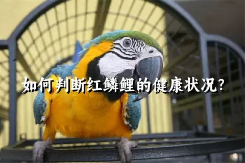 如何判断红鳞鲤的健康状况？