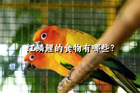 红鳞鲤的食物有哪些？