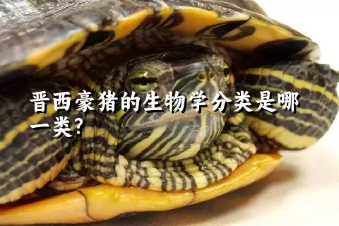 晋西豪猪的生物学分类是哪一类?