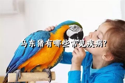 乌东猪有哪些常见疾病?