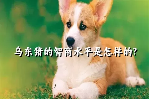 乌东猪的智商水平是怎样的?