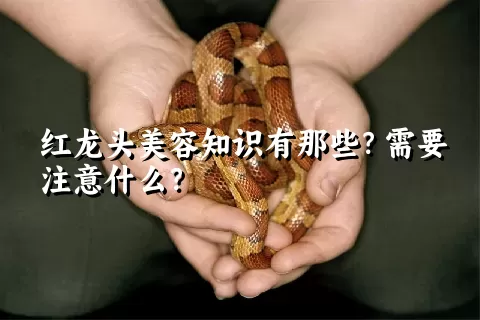 红龙头美容知识有那些？需要注意什么？