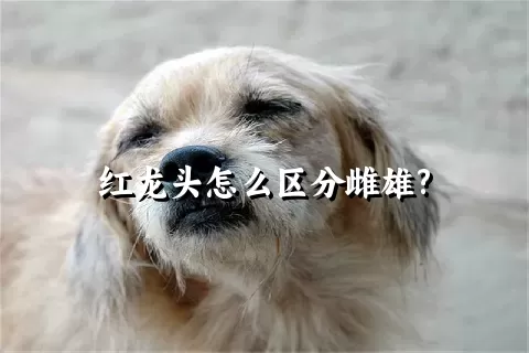 红龙头怎么区分雌雄?