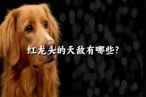 红龙头的天敌有哪些?