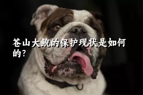 苍山大鲵的保护现状是如何的？