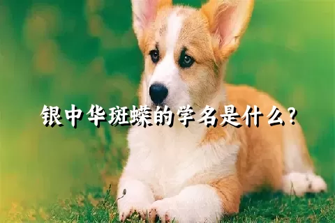 银中华斑蝾的学名是什么？