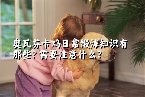 奥瓦芬卡鸡日常锻炼知识有那些？需要注意什么？