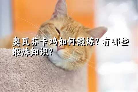 奥瓦芬卡鸡如何锻炼？有哪些锻炼知识？