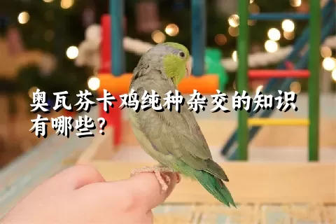 奥瓦芬卡鸡纯种杂交的知识有哪些？ 