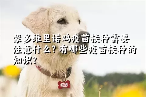 蒙多维里诺鸡疫苗接种需要注意什么？有哪些疫苗接种的知识？