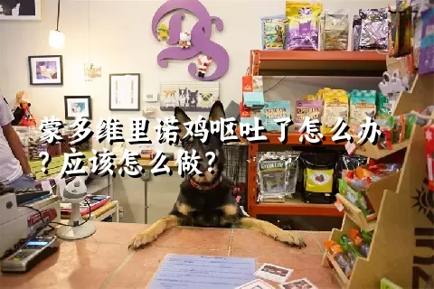 蒙多维里诺鸡呕吐了怎么办？应该怎么做？