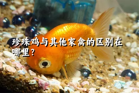 珍珠鸡与其他家禽的区别在哪里？