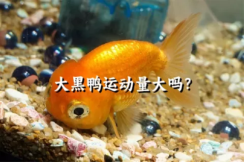 大黑鸭运动量大吗？