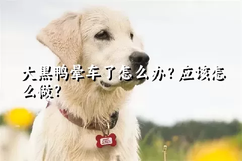 大黑鸭晕车了怎么办？应该怎么做？