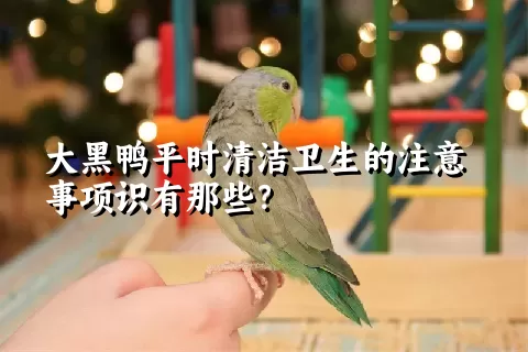 大黑鸭平时清洁卫生的注意事项识有那些？ 