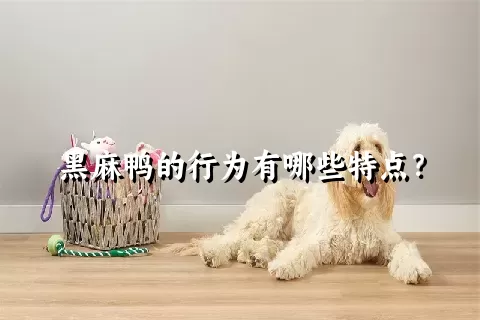 黑麻鸭的行为有哪些特点？