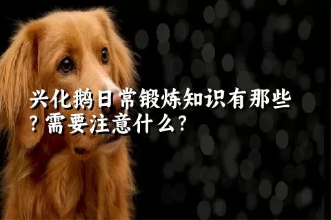 兴化鹅日常锻炼知识有那些？需要注意什么？