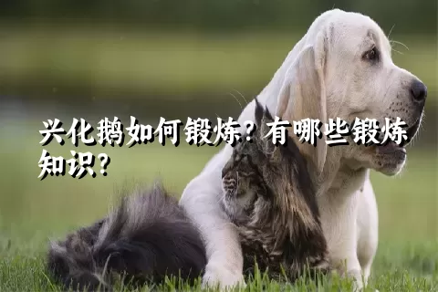 兴化鹅如何锻炼？有哪些锻炼知识？