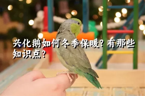 兴化鹅如何冬季保暖？有那些知识点？