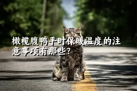 橄榄腹鸭平时保暖温度的注意事项有那些？ 