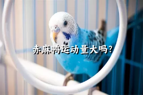 赤麻鸭运动量大吗？