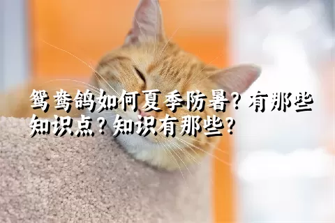 鸳鸯鸽如何夏季防暑？有那些知识点？知识有那些？