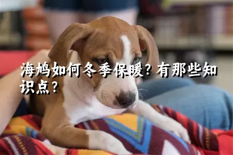 海鸠如何冬季保暖？有那些知识点？