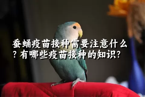 蚕蛹疫苗接种需要注意什么？有哪些疫苗接种的知识？