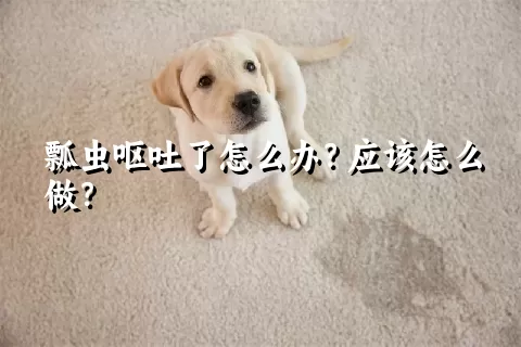 瓢虫呕吐了怎么办？应该怎么做？