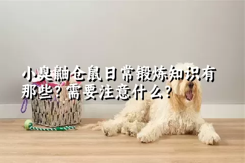 小臭鼬仓鼠日常锻炼知识有那些？需要注意什么？