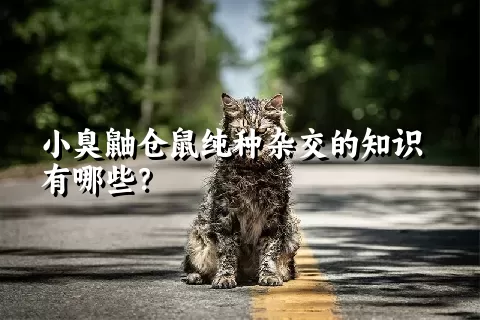 小臭鼬仓鼠纯种杂交的知识有哪些？ 